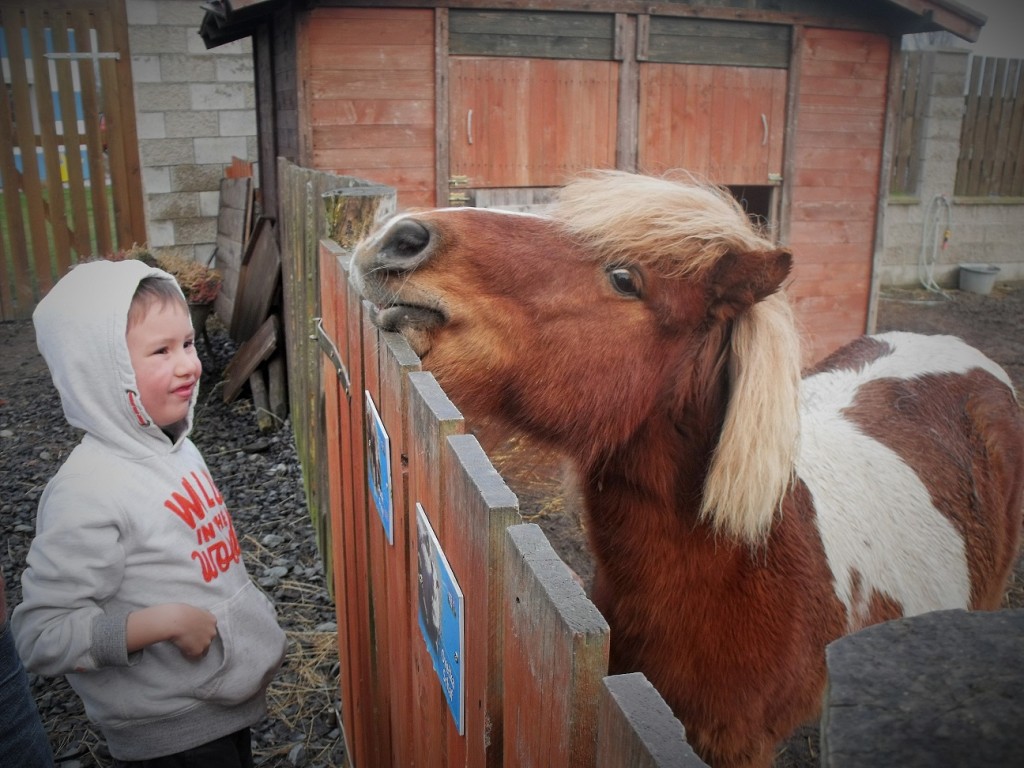 Petting zoo at the Pension. Photo: Nyx Martinez